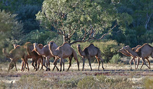 Rotterdams restaurant zet kameel op de kaart