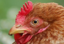 Ondernemer zoekt investeerders via ludieke actie