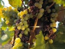 Australische wijnproductie in gevaar door vuur