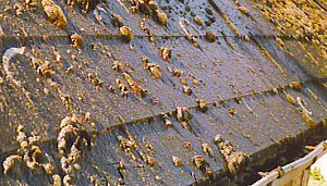 Landal weigert verhuur na wildgroei tuin