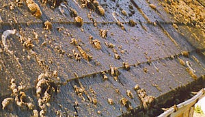 Landal weigert verhuur na wildgroei tuin