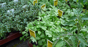 Kruidentuin Basiliek verjaagt hangjongeren