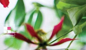 Weer overname Jaarbeurs Catering