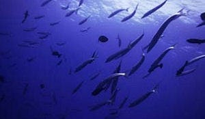 'Oceanen in 2050 leeggevist