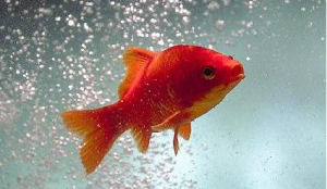 Schiphol krijgt hotel voor goudvissen