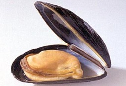 Zeeuwse mosselseizoen op 2 juli van start