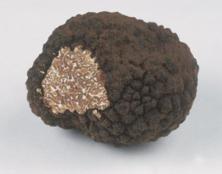 Zomertruffel goedkoper dit jaar