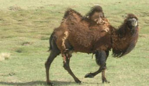 Hamburgers van kamelenvlees in trek
