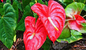 Anthurium meest geschikte bloem in hotellobby