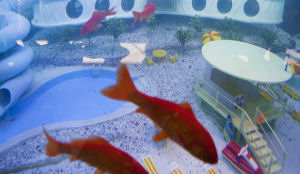 Goudvissen hotel naar Sealife