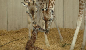 Prachtige zomeromzet voor dierentuinen