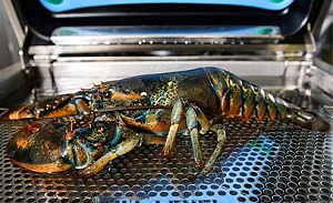 Humanere dood kreeften mogelijk