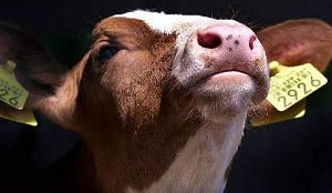 'Vrolijk van kalfsvlees' niet meer op tv