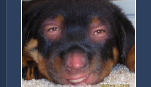 Best Western laat huisdier op baasje lijken