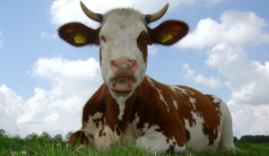 Jongeren willen wél biologisch