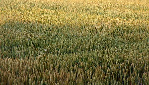 Rijst en pasta fors duurder