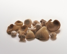 Rudolph van Veen kookt op 25e Zilveren Champignon