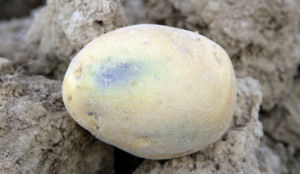 Aardappelblauw' heeft nog geen gevolgen voor fritesprijs