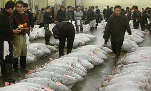 Fors minder blauwvintonijn beschikbaar