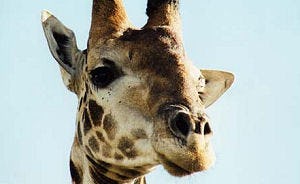 Logeren op ooghoogte met giraffen