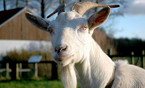 Toerisme lijdt niet onder Q-koorts