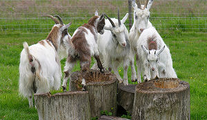 Rusland overweegt verbod Nederlands geitenvlees