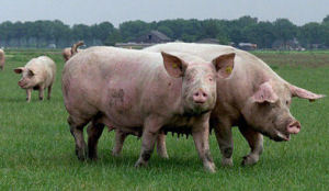 Informatie biologisch voedsel moet beter