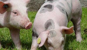 EU: Biologisch varkensvlees in Nederland populairst