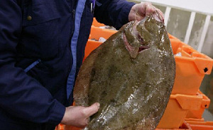 Bedreigde vis van de menukaart