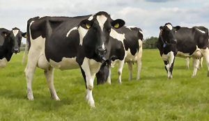 McDonald's wil aantal koeienscheten indammen