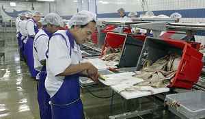 Meer vis aangevoerd op Nederlandse visafslagen in 2009