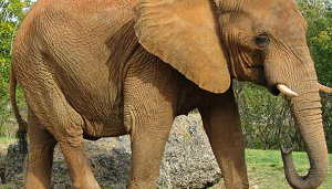 Ophef over olifantactie café