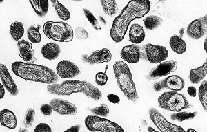 Q-koorts treft horeca Brabant nu wel