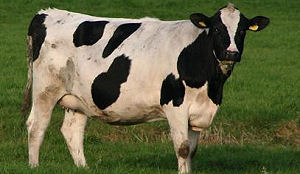 165.408 keer steun voor bio zonder btw