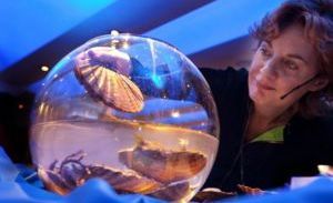 Schmeinck zet 'taste' centraal in Carlton-show