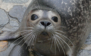 Nederlandse gm adopteert zeehond voor Belgisch hotel