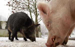 Ibis Amsterdam geeft varkens dak boven het hoofd