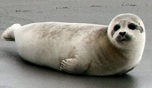 Zeehond op menu Canadees parlement