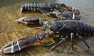 Verburg zegt af voor opening kreeftenseizoen