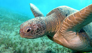 Schildpad verdwijnt nog vaak in de soep