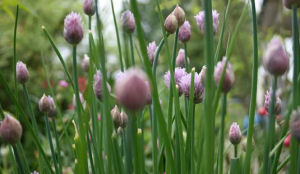 Bieslook van Chinese markt na gifschandaal