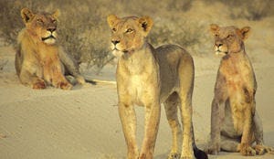 Oranjecamping tussen leeuwen safaripark