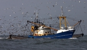 Nederlandse Scholvloot wil MSC-keurmerk