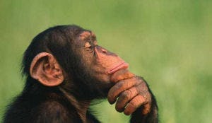 Indonesisch stel opgepakt om apengehaktballen