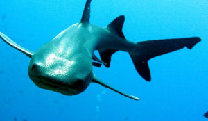 Menukeuze: rot haaienvlees of pizza