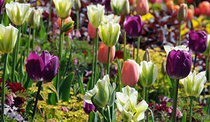 Minder bezoek voor de Keukenhof