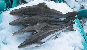 Nieuwe kweekvis op komst