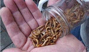 Snacks met insecten in verkoop bij Sligro