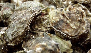 Gemanipuleerde oester bedreigt soortgenoten