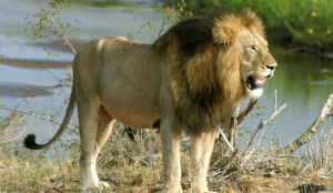 Weinig animo voor Oranjecamping in safaripark